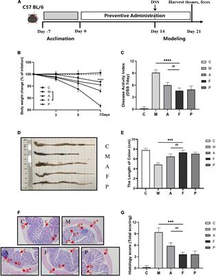 Fermented Astragalus and its metabolites regulate inflammatory status and gut microbiota to repair intestinal barrier damage in dextran sulfate sodium-induced ulcerative colitis